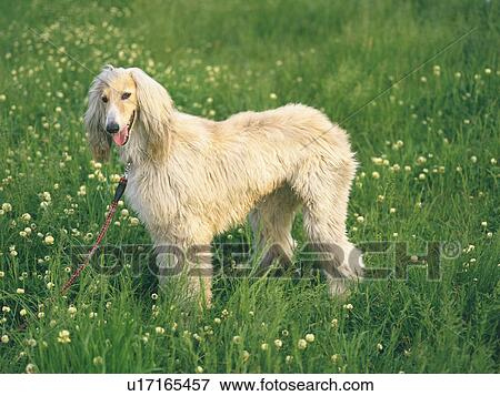 Stock Photo - An Afghan Hound Standing in the Grass, Side View. Fotosearch