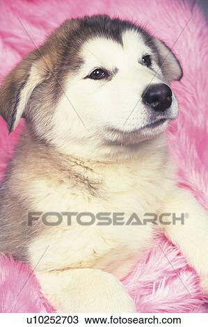 Stock Image -  an Alaskan Malamute Covered in a Pink Blanket, Looking Sideways, High Angle View. Fotosearch