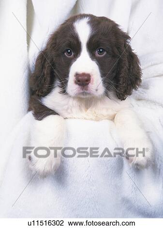Stock Image -  an English Springer Spaniel Covered in a White Blanket, Looking at Camera, Front View. Fotosearch