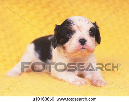 Stock Image - An English Springer Spaniel Lying on a Yellow Blanket, Looking Sideways, Front View. Fotosearch
