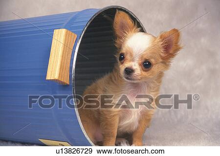 Chihuahua Coming Out of a blue Bucket, Looking Sideways, Side View View Large Photo Image Stock Photo - Chihuahua Coming Out of a blue Bucket, Looking Sideways, Side View. Fotosearch