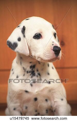 Stock Photography - Dalmatian Sitting in Front of a Wooden Wall, Looking Sideways, Front View, Differential Focus. Fotosearch