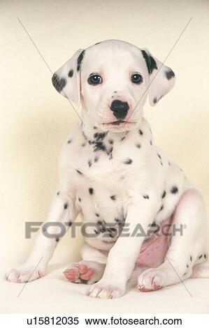 Stock Photography - Dalmatian Sitting on a White Floor, Looking at Camera, Front View. Fotosearch