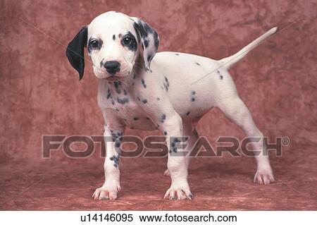 Dalmatian Standing on a Brown-colored Floor, Looking at Camera, Front View View Large Photo Image Stock Photography - Dalmatian Standing on a Brown-colored Floor, Looking at Camera, Front View. Fotosearch