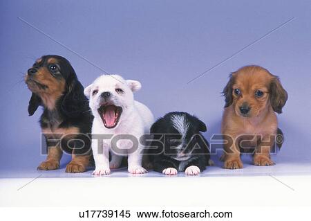 Four Different-colored Puppies Standing on a Blue-colored Floor, All Looking in Different Directions, Front View View Large Photo Image Stock Photography - Four Different-colored Puppies Standing on a Blue-colored Floor, All Looking in Different Directions, Front View. Fotosearch