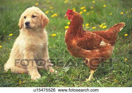 Stock Photograph - Golden Retriever and Chicken On a Field of Grass, Looking Sideways, Front View, Differential Focus. Fotosearch