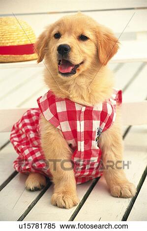 Stock Photography - Golden Retriever Wearing a Red-colored Dog suite, Sitting on a Wooden Floor, Looking Sideways, Front View. Fotosearch