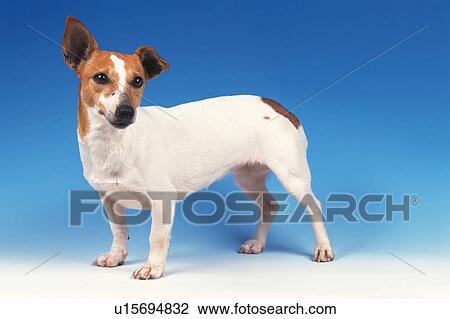 Jack Russell Terrier Standing On a White and Blue-colored Floor, Looking Sideways, Side View View Large Photo Image Stock Image - Jack Russell Terrier Standing On a White and Blue-colored Floor, Looking Sideways, Side View. Fotosearch