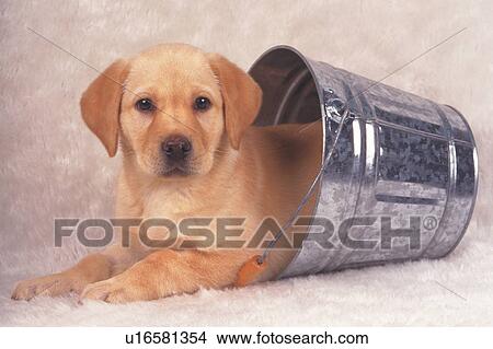 Picture - Labrador Retriever Lying in a Silvern Bucket, Looking at Camera, Side View. Fotosearch