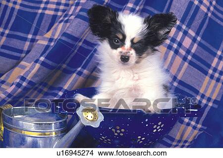 Papillon Sitting in a Blue Bucket, Looking Down, Next to a Watering Can, Front View View Large Photo Image Picture - Papillon Sitting in a Blue Bucket, Looking Down, Next to a Watering Can, Front View. Fotosearch