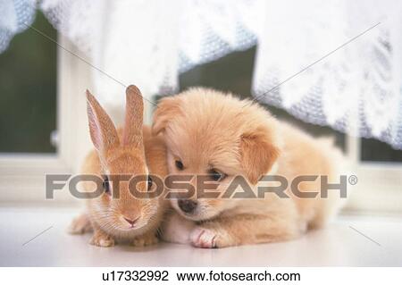 Puppy and Rabbit Lying on a White Floor, Getting Friendly, Front View, Soft Focus View Large Photo Image Stock Image - Puppy and Rabbit Lying on a White Floor, Getting Friendly, Front View, Soft Focus. Fotosearch
