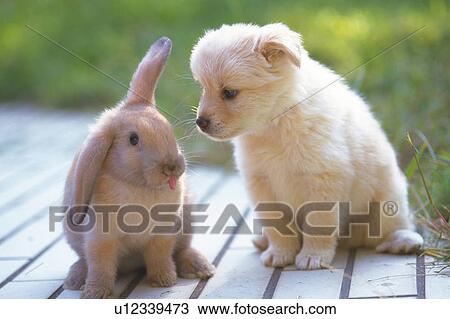 Puppy and Rabbit Standing on a Wooden Floor, Looking Sideways, Front View, Differential Focus View Large Photo Image Stock Image - Puppy and Rabbit Standing on a Wooden Floor, Looking Sideways, Front View, Differential Focus. Fotosearch