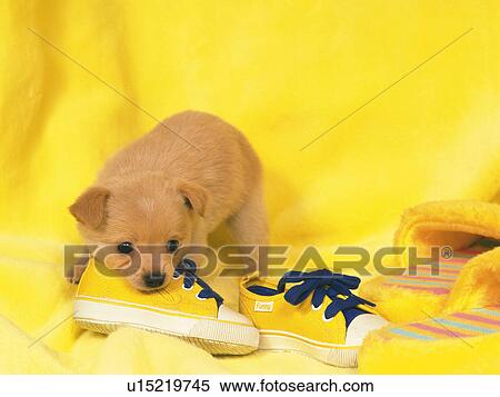 Stock Photography - Puppy Covered in Yellow-colored Objects, Looking Sideways, High Angle View. Fotosearch