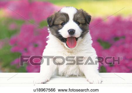 Stock Photograph - Puppy Leaning on a White Stool, Looking at Camera, Surrounded By Multicolored Flowers, Front View, Differential Focus. Fotosearch
