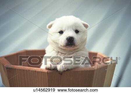 Stock Photo - Puppy Sitting in a Wooden Basket, Looking at Camera, Front View. Fotosearch