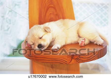 Stock Image - Puppy Sleeping on a Wooden Stool, High Angle View, Differential Focus. Fotosearch