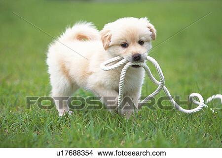 Puppy With a White Rope in His Mouth, Walking on Grass, Looking at Camera, Front View, Differential Focus View Large Photo Image Picture - Puppy With a White Rope in His Mouth, Walking on Grass, Looking at Camera, Front View, Differential Focus. Fotosearch