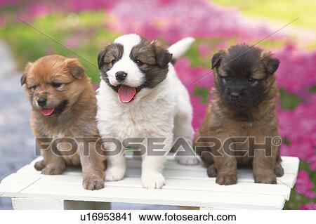 Three Different-colored Puppies Standing on a White Stool, Surrounded By Multicolored Flowers, High Angle View, Differential Focus View Large Photo Image Stock Image - Three Different-colored Puppies Standing on a White Stool, Surrounded By Multicolored Flowers, High Angle View, Differential Focus. Fotosearch