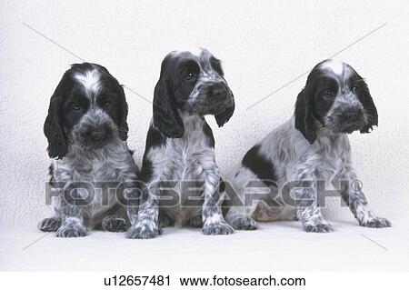 Stock Image - Three English Cocker Spaniel, Standing on a White Floor, All Looking Into Different Directions, Front View. Fotosearch