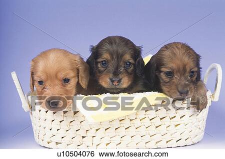 Three Miniature Dachshunds Lying In a White Wooden Basket, One Looking at Camera, Front View View Large Photo Image Stock Photograph - Three Miniature Dachshunds Lying In a White Wooden Basket, One Looking at Camera, Front View. Fotosearch