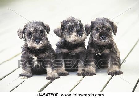 Three Miniature Schnauzer Sitting on a White Wooden Floor, Looking at Camera, Differential Focus View Large Photo Image Stock Image - Three Miniature Schnauzer Sitting on a White Wooden Floor, Looking at Camera, Differential Focus. Fotosearch