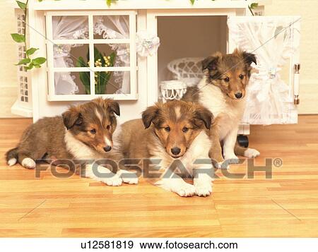 Stock Photo - Three Shetland Sheepdogs, Lying on a Wooden Floor In front of a Doll House, High Angle View. Fotosearch