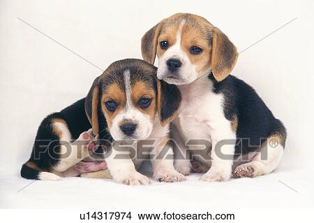 Picture - Two Beagles Sitting on a White Floor, Looking at Camera, Front View. Fotosearch