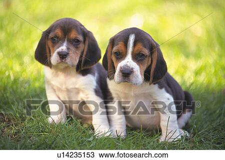Stock Image - Two Beagles Standing on Grass, Looking Sideways, High Angle View, Differential Focus. Fotosearch