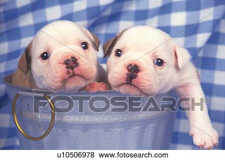 Two Bulldogs Looking Out of a Silvern Bucket, Looking at Camera, Front View, Soft Focus View Large Photo Image Stock Photo - Two Bulldogs Looking Out of a Silvern Bucket, Looking at Camera, Front View, Soft Focus. Fotosearch