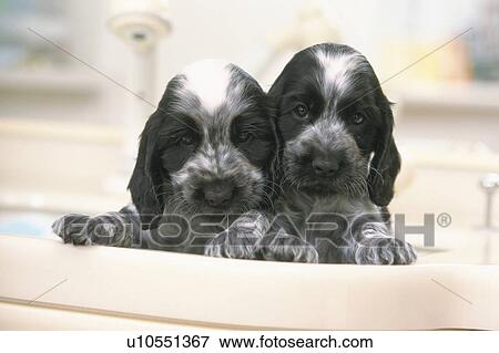 Two English Cocker Spaniel Sitting in a Wash Basin, Looking at Camera, Front View, Differential Focus View Large Photo Image Stock Photo - Two English Cocker Spaniel Sitting in a Wash Basin, Looking at Camera, Front View, Differential Focus. Fotosearch