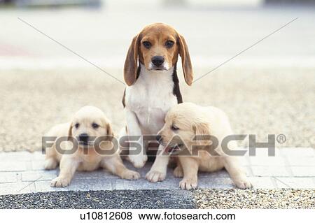 Stock Photo - Two Golden Retriever and a Beagle Sitting Outside, Looking at Camera, Front View, Differential Focus. Fotosearch