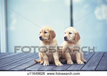 Two Golden Retriever Sitting on a Wooden Floor, Looking Sideways, Front View, Differential Focus View Large Photo Image Stock Photograph - Two Golden Retriever Sitting on a Wooden Floor, Looking Sideways, Front View, Differential Focus. Fotosearch