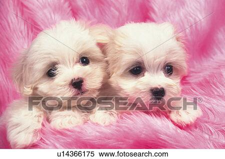 Two Maltese, Covered on a Pink, Fluffy Blanket, Looking at Camera, Front View View Large Photo Image Stock Photography - Two Maltese, Covered on a Pink, Fluffy Blanket, Looking at Camera, Front View. Fotosearch