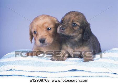 Two Miniature Dachshunds Lying on a Striped Blanket, Looking Sideways, Front View View Large Photo Image Stock Photo - Two Miniature Dachshunds Lying on a Striped Blanket, Looking Sideways, Front View. Fotosearch