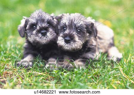 Stock Image - Two Miniature Schnauzer Lying On the Grass, Looking at Camera, Front View, Differential Focus. Fotosearch
