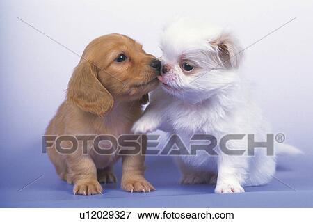 Stock Photo - Two Puppies Getting Friendly With Each Other, Front View, Differential Focus. Fotosearch