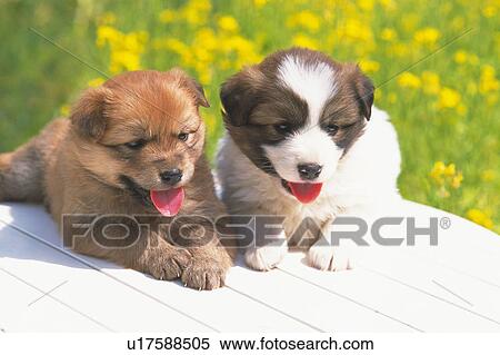 Two Puppies Lying on a White Table, Surrounded By Yellow Flowers, Looking Sideways, High Angle View, Differential Focus View Large Photo Image Stock Photography - Two Puppies Lying on a White Table, Surrounded By Yellow Flowers, Looking Sideways, High Angle View, Differential Focus. Fotosearch