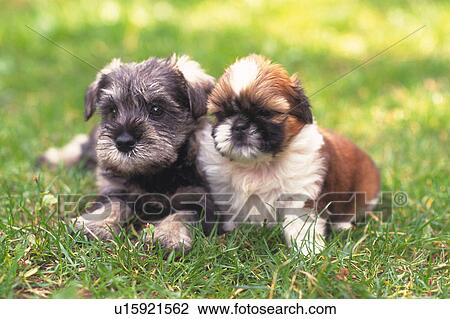 Two Puppies Lying on Grass, Looking at Camera, Front View, Differential Focus View Large Photo Image Stock Image - Two Puppies Lying on Grass, Looking at Camera, Front View, Differential Focus. Fotosearch