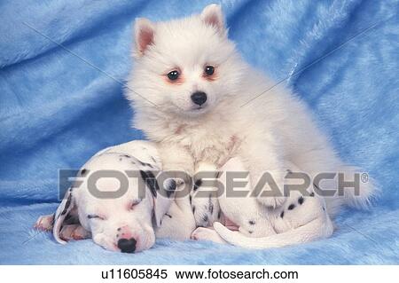 Two Puppies On a Blue Fluffy Carpet, Looking at Camera, Front View View Large Photo Image Stock Photography - Two Puppies On a Blue Fluffy Carpet, Looking at Camera, Front View. Fotosearch