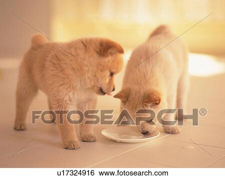 Two Puppies, One Licking on a White Plate, Front View, Differential Focus View Large Photo Image Stock Photograph - Two Puppies, One Licking on a White Plate, Front View, Differential Focus. Fotosearch