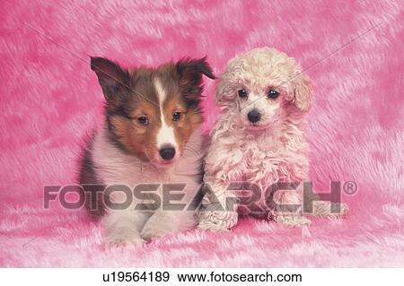 Two Puppies Sitting on a Pink Fluffy Carpet, Looking at Camera, Front View View Large Photo Image Stock Photo - Two Puppies Sitting on a Pink Fluffy Carpet, Looking at Camera, Front View. Fotosearch