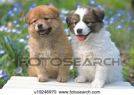 Two Puppies Sitting on a Wooden Stool, Surrounded By Flowers, Front View, Differential Focus View Large Photo Image Stock Image - Two Puppies Sitting on a Wooden Stool, Surrounded By Flowers, Front View, Differential Focus. Fotosearch