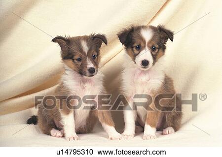 Two Shetland Sheepdogs, Sitting on a White Blanket, Looking at Camera, Front View View Large Photo Image Stock Image - Two Shetland Sheepdogs, Sitting on a White Blanket, Looking at Camera, Front View. Fotosearch