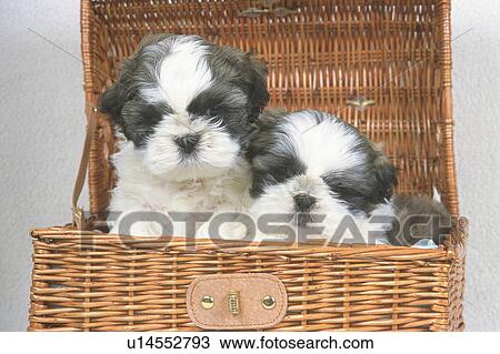 Stock Image - Two Shih Tzu Sitting in a Wooden Suitcase Looking at Camera, Front View. Fotosearch