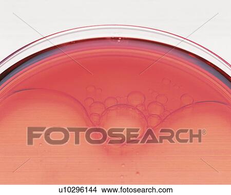 Picture - Pink-colored Oil in a Flat Gloass Flask, High Angle View. Fotosearch