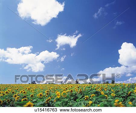 a Field of Sunflowers Under a Blue Sky View Large Photo Image Stock Image - a Field of Sunflowers Under a Blue Sky. Fotosearch