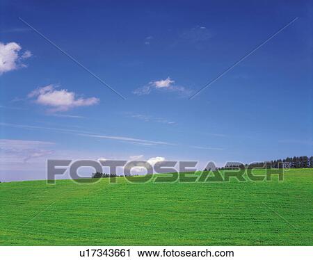 a Flat Green Land Under the Blue Sky, Low Angle View View Large Photo Image Stock Image - a Flat Green Land Under the Blue Sky, Low Angle View. Fotosearch