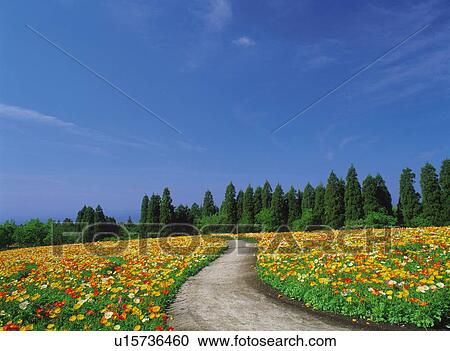 a Huge Flower Field With a Path in the Middle of it, Front View, Copy Space View Large Photo Image Stock Image - a Huge Flower Field With a Path in the Middle of it, Front View, Copy Space. Fotosearch