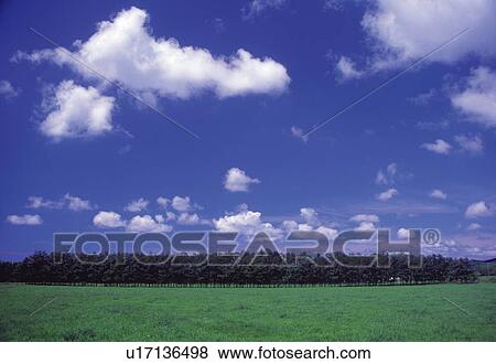 a Huge Green Field and a Forest in the Background, Both Under a Blue Sky, Front View View Large Photo Image Stock Photo - a Huge Green Field and a Forest in the Background, Both Under a Blue Sky, Front View. Fotosearch