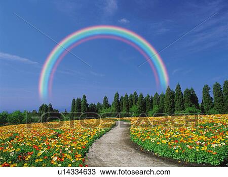 a Path In the Middle of a Flower Field, a Rainbow Under the Blue Sky, Front View, CG View Large Photo Image Stock Image - a Path In the Middle of a Flower Field, a Rainbow Under the Blue Sky, Front View, CG. Fotosearch